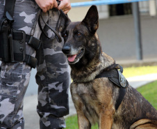 Lótus, Kira e Loba viveram uma grande história na Companhia de Operações com Cães (COC) do Batalhão de Operações Especiais (BOPE) ao longo de quase 9 anos de atividade
