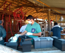 A Agência de Defesa Agropecuária do Paraná (Adapar) iniciou nesta segunda-feira (18) o inquérito soro-epidemiológico do rebanho bovino do Estado. Serão coletadas amostras do sangue de quase 10 mil animais em 330 propriedades rurais. Foto: Adapar