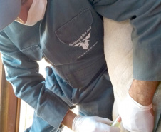 A Agência de Defesa Agropecuária do Paraná (Adapar) iniciou nesta segunda-feira (18) o inquérito soro-epidemiológico do rebanho bovino do Estado. Serão coletadas amostras do sangue de quase 10 mil animais em 330 propriedades rurais. Foto: Adapar