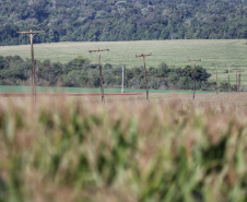 Paraná Trifásico abre espaço para agropecuária crescer mais