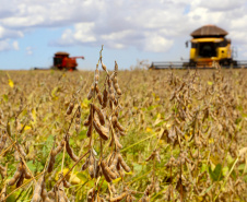 Paraná pode colher 40,9 milhões de toneladas de grãos. Foto: Jaelson Lucas/AEN
