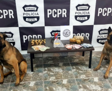 Cães da PCPR apreendem mais drogas em 2020 do que soma dos dois anos anteriores
Foto: PCPR