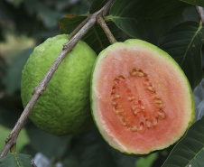 Fruticultura ganha força com apoio do Governo do Estado.Plantação de goiaba. Foto:Jaelson Lucas / AEN