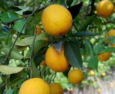 Fruticultura ganha força com apoio do Governo do Estado. Plantação de laranjas.. Foto:Jaelson Lucas / AEN