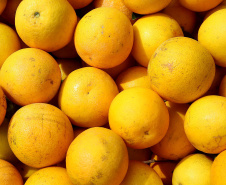 Fruticultura ganha força com apoio do Governo do Estado. Plantação de laranjas.. Foto:Jaelson Lucas / AEN