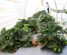 Fruticultura ganha força com apoio do Governo do Estado. Morango. Foto:Jaelson Lucas / AEN