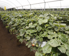 Fruticultura ganha força com apoio do Governo do Estado.Plantação de morangos. Foto: Arnaldo Alves/AEN