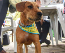 15 mil animais serão castrados até o fim do ano. Foto: Denis Ferreira Netto/SEDEST