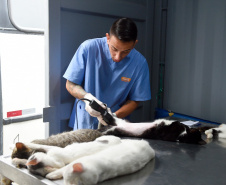 15 mil animais serão castrados até o fim do ano. Foto: Denis Ferreira Netto/SEDEST