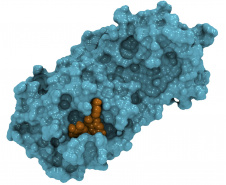 Representação da estrutura da enzima NSP5 de SARS-CoV2 (em azul) ligada a um dos produtos naturais identificados na pesquisa (laranja).
