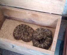 153 cobras peçonhentas são recolhidas de residência em Mandaguari
Foto:SEDEST/Polícia Ambiental