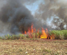 Prazo para a suspensão da queima controlada de cana-de-açúcar no Paraná é adiado
. Foto:SEDEST