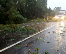 Ventos fortes podem ocasionar quedas de árvores no Paraná. Foto:SEDEST