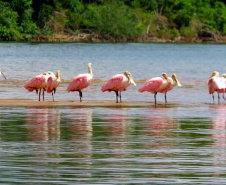 A Rota dos Pioneiros, a maior trilha aquática do Brasil e que deve ser tornar a maior do mundo, está retomando suas atividades. O grupo de voluntários responsável pela demarcação da rota ao longo do Rio Paraná e de seus afluentes voltou a fazer a sinalização do percurso, depois de uma interrupção de sete meses por causa da pandemia do novo coronavírus. Alguns passeios de caiaque pelo rio também voltaram a ser oferecidos por guias locais.  Foto: Mariane Peczek Martins