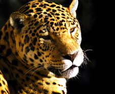 
Paraná aumenta apoio na preservação da fauna silvestre. Foto: Denis Ferreira Netto/SEDEST