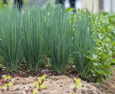 Agricultura lança cartilha com dicas para horta em pequenos espaços