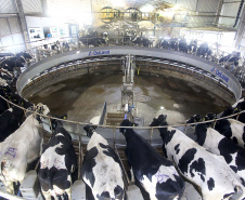 Levantamento da Agricultura mostra cenário do mercado do leite e derivados. Foto: Jaelson Lucas/Arquivo-AEN