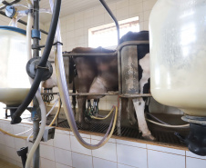Levantamento da Agricultura mostra cenário do mercado do leite e derivados. Foto: Arnaldo Alves/Arquivo AEN