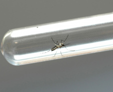 Ações de enfrentamento da dengue são intensificadas nesta semana. Foto: Arquivo AEN
