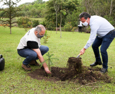 Governo do Estado faz plantio de mudas de araucária. Foto: Ari Dias/AEN