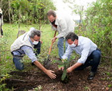 Governo do Estado faz plantio de mudas de araucária. Foto: Ari Dias/AEN