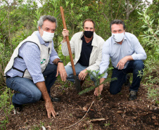 Governo do Estado faz plantio de mudas de araucária. Foto: Ari Dias/AEN