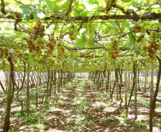Programa fortalece a produção de uvas e derivados no Paraná. Foto:Jaelson Lucas/Arquivo AEN