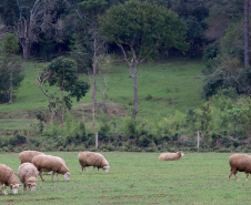 Boletim agropecuário fala sobre melhorias na criação de ovinos Foto:Jaelson Lucas /Arquivo AEN