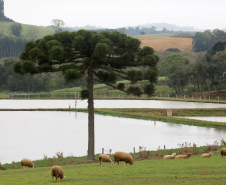 Boletim agropecuário fala sobre melhorias na criação de ovinos Foto:Jaelson Lucas /Arquivo AEN