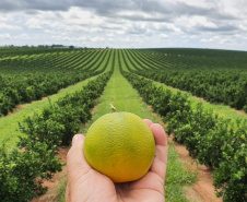 Desde meados da década de 70, quando a citricultura comercial foi reintroduzida no Paraná, o setor cresceu, se fortaleceu e se tornou o terceiro maior do País