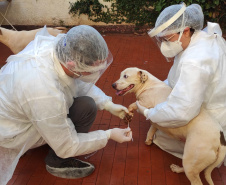 UEL estuda efeitos da Covid-19 em cães, gatos e animais silvestres. Foto:UEL
