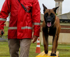 Bombeiros promovem certificação estadual de cães de busca e resgate. Foto: SESP