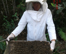 Investigação apontou que produto atingiu nabo forrageiro em flor, que atraía as abelhas. Agricultor foi autuado pela Adapar.
Foto: SEAB