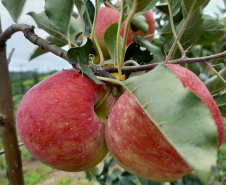 Pesquisa sobre produção orgânica de maçã tem primeira colheita. Foto:IDR