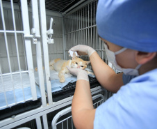 Programa castrou gratuitamente quase 11 mil cães e gatos. Foto:SEDEST