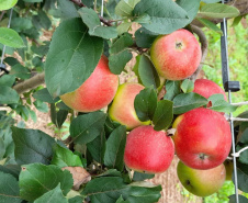 Agricultura prevê ano positivo para os produtores paranaenses de maçã  - Foto: Divulgação SEAB