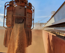 O movimento de caminhões que descarregam o produto nos terminais paranaenses se intensifica e deve chegar aos 2 mil veículos por dia, a partir da primeira semana de março. A expectativa é receber cerca de 2 milhões de toneladas no mês.  -  paranaguá, 23/02/2021  -  Foto: Claudio Neves/Portos do Paraná