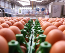 Produção de ovos - Foto: Rodrigo Félix Leal/AEN
