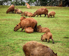 O Instituto Água e Terra (IAT), vinculado à Secretaria do Desenvolvimento Sustentável e do Turismo (Sedest), orienta a população sobre a diferença de animais silvestres nativos e exóticos no Estado. As espécies de animais podem ser divididas em categorias com especificidades quanto ao seu local de origem. Foto: Divulgação Sedest/IAT