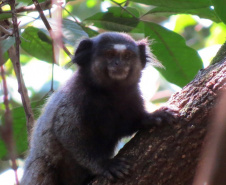 O Instituto Água e Terra (IAT), vinculado à Secretaria do Desenvolvimento Sustentável e do Turismo (Sedest), orienta a população sobre a diferença de animais silvestres nativos e exóticos no Estado. As espécies de animais podem ser divididas em categorias com especificidades quanto ao seu local de origem. Foto: Divulgação Sedest/IAT