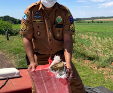 Mais de 4,7 toneladas de maconha foram apreendidas por policiais militares do Batalhão de Polícia Rodoviária (BPRv) durante uma abordagem de rotina. A apreensão, que é a maior do ano, começou por volta de 12h30 de quinta-feira (25/03) na cidade de Iporã, no Noroeste do estado, e resultou na prisão de um homem. A droga estava escondida em uma carga de chia. Curitiba, 25/03/2021 - Foto: Divulgação SESP