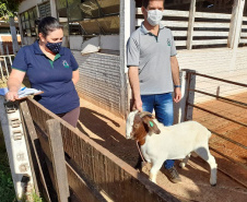 IDR-Paraná entrega caprinos com genética superior
. Foto: IDR