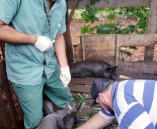 Pesquisa pretende prever possíveis pandemias provocadas pela relação do homem com os animais
. Foto: Adapar