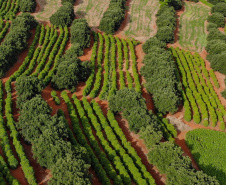 Produção e colheita de café  -  Foto: José Fernando Ogura/AEN