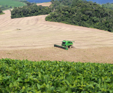 Boletim do Deral destaca a colheita do feijão no Paraná.Foto: Gilson Abreu/AEN