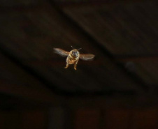 Projetos da UEL estudam ameaça de extinção de abelhas no Norte do Paraná. Foto: Gilson Abreu/AEN