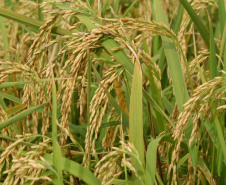 O IDR-Paraná (Instituto de Desenvolvimento Rural do Paraná) acaba de receber R$ 1,2 milhão para a aquisição de uma câmara fria destinada ao setor de conservação de recursos genéticos vegetais.

Foto: IDR