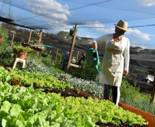 O Programa Cultivar Energia, da Copel, já acumula 7 hortas comunitárias espalhadas pelo Paraná, com previsão de implantar mais 5 ainda este ano. Pelo menos 270 famílias são diretamente beneficiadas pela iniciativa, que consiste na implantação de hortas comunitárias sob linhas de alta, média e baixa tensão da Companhia, permitindo um uso seguro e nobre dessas áreas.  - Curitiba, 13/07/2021  -  Foto: Copel