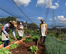 O Programa Cultivar Energia, da Copel, já acumula 7 hortas comunitárias espalhadas pelo Paraná, com previsão de implantar mais 5 ainda este ano. Pelo menos 270 famílias são diretamente beneficiadas pela iniciativa, que consiste na implantação de hortas comunitárias sob linhas de alta, média e baixa tensão da Companhia, permitindo um uso seguro e nobre dessas áreas.  - Curitiba, 13/07/2021  -  Foto: Copel