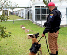 Cães de faro da PM passam por testes de faro de armas no Rio Grande do Sul  Foto: PMPR